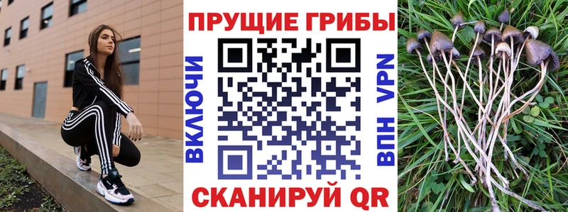 Галлюциногенные грибы Psilocybe Сочи